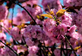 pink cherry blossoms