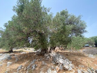 Drzewo oliwne - obrazy, fototapety, plakaty