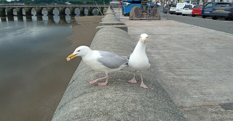 Seabirds on the Wall