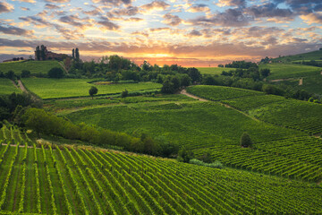 Fototapeta na wymiar Beautiful vineyards at sunset in Langhe, Piedmont, Italy