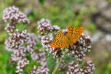 Silver-washed Fritillary butterfly (Argynnis paphia) with open wings sitting on white flower in Zurich, Switzerland
