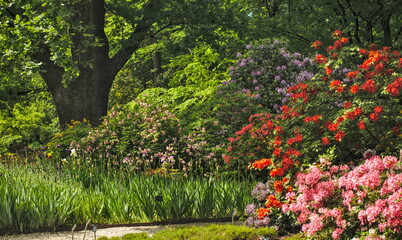 Many colorful rhododendrons flowering in sunny, summer garden.