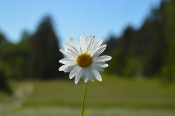 Close up of the daisy with green forest in the background © Gabriela Pe