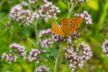 Silver-washed Fritillary butterfly (Argynnis paphia) with open wings sitting on white flower in Zurich, Switzerland