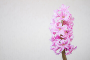 Short shot of Pink flowers with white touches of a Hyacinth plant (Hyacinthus) in its maximum splendor on a white background