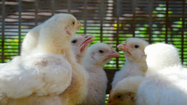 broiler chickens gain muscle mass with the help of growth hormones. Chicken meat production