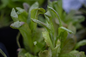 Close up Lettuce greens in a greenhouse