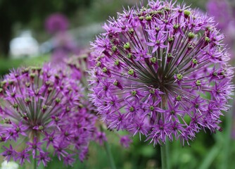 close up of a purple flower