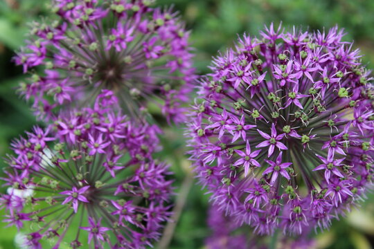 close up of lavender flowers