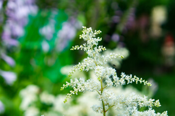 White herringbone flowers close up
