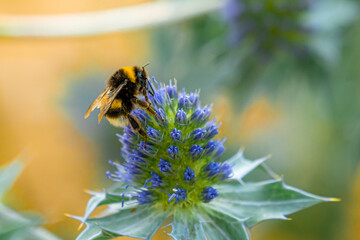 Bee picking up pollen from a purple plant with green leaves
