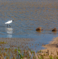 Camargue, Provence, France