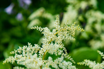 White herringbone flowers close up