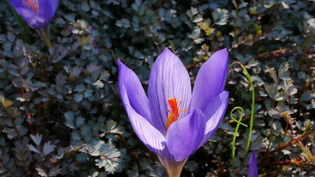 Autumn crocus saffron close up. Beautiful purple flowers of crocus saffron in garden