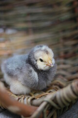 baby chicken in a nest