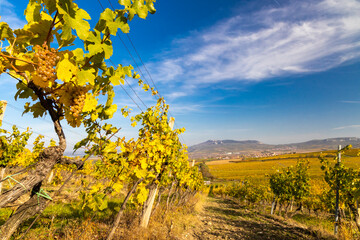 Vineyards Ryzlink Vlasky in Palava region, Southern Moravia, Czech Republic