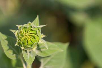 Unopened sunflower bud. Close-up, selective focus.