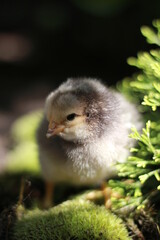 baby chicken in the grass