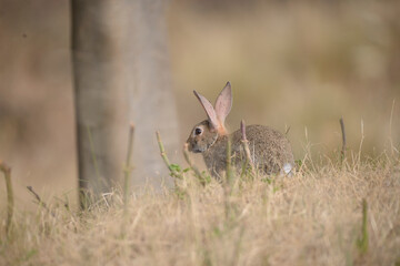 rabbit in the grass