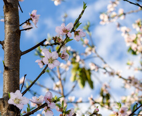 Flowers of a peach tree with blue sky and clouds in the background, Prunus persica, from the genus...