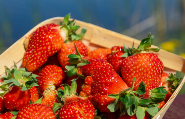 Ripe juicy strawberries of bright red color in ecological packaging
