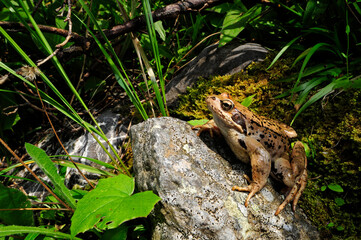 Grasfrosch // Common frog (Rana temporaria)