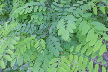 Closeup shot of beautiful green acacia branches