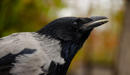 Obraz premium Head shot of a wild Carrion Crow, Corvus corone, against a green background.