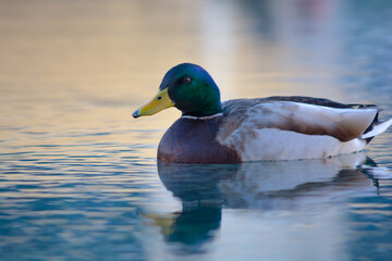 Floating Mallard on the Water