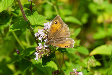 Meadow brown (Maniola jurtina), family Nymphalidae on th flowers of Origanum, family Lamiaceae. Dutch garden, July.