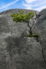 Growth in the Rock