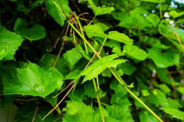 Green leaves and vine close up