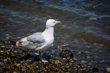 On the Hunt for Clams