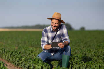 Naklejka na ściany i meble Young male farmer crouching in vegetable field holding tablet monitoring pepper plant.