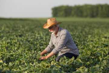 Old male farmer crouching in soy field checking plants.