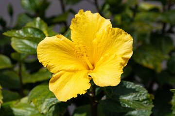 An up close shot of a yellow hibiscus.