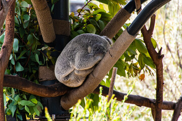 Sleeping koalas, they are not bears!