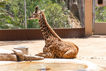 A baby reticulated giraffe relaxing in the sun as mom eats.