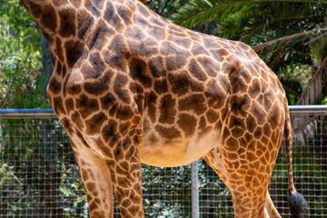 Up close shot of Giraffe pattern