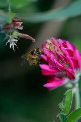 Bee on a Flower