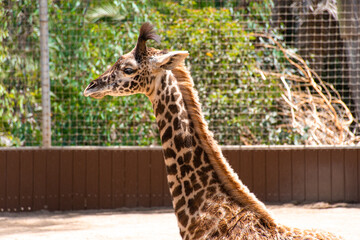 A baby reticulated giraffe relaxing in the sun as mom eats.