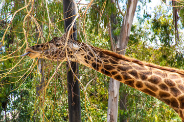 A reticulated giraffe eating.