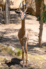 A beautiful Thomson Gazelle posing for the camera.