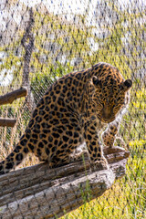 A beautiful leopard posing for me.