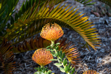 A unique orange flower in San Diego County, California.