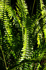 A bed of green ferns in the sun light, with depth of field photography.