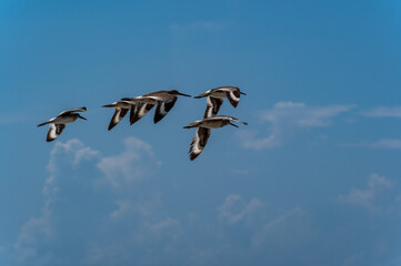 A Flock of Willets