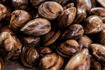 Piled clams, fresh food, seafood, seafood in Kino Viejo bay,  clam in its shell, chocolate clam. Coelominated protostome invertebrate molluscs, non-segmented bilateral symmetry triblastic, are soft-bo