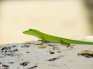 Small little lime green lizard on a stone