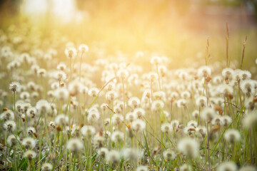 Dandelion field, panoramic nature background, selective focus